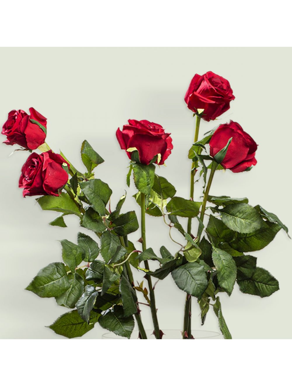 Red Rose Stem